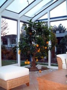 narancsfa termesztés - télikert, terasz